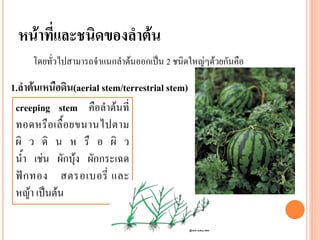 หน้าที่และชนิดของลาต้น
โดยทั่วไปสามารถจาแนกลาต้นออกเป็น 2 ชนิดใหญ่ๆด้วยกันคือ

1.ลาต้นเหนือดิน(aerial stem/terrestrial stem)
creeping stem คือลาต้นที่
ทอดหรื อ เลื้ อ ยขนานไปตาม
ผิ ว ดิ น ห รื อ ผิ ว
น้า เช่น ผักบุ้ง ผักกระเฉด
ฟั ก ทอง สตรอเบอรี่ และ
หญ้า เป็นต้น

 