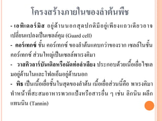 โครงสร้างภายในของลาต้นพืช
- เอพิ เ ดอร์ มิ ส อยู่ ด้ า นนอกสุ ด ปกติ มี อ ยู่ เ พี ย งแถวเดี ย วอาจ
เปลี่ยนแปลงเป็นเซลล์คุม (Guard cell)
- คอร์ เทกซ์ ชั้น คอร์เทกซ์ ของลาต้นแคบกว่าของราก เซลล์ในชั้น
คอร์เทกซ์ ส่วนใหญ่เป็นเซลล์พาเรงคิมา
- วาสคิวลาร์ บันเดิลหรือมัดท่ อลาเลียง ประกอบด้วยเนื้อเยื่อไซเล
มอยู่ด้านในและโฟลเอ็มอยู่ด้านนอก
- พิธ เป็นเนื้อเยื่อชั้นในสุดของลาต้น เนื้อเยื่อส่วนนี้คือ พาเรงคิมา
ทาหน้าที่สะสมอาหารพวกแป้งหรือสารอื่น ๆ เช่น ลิก นิน ผลึ ก
แทนนิน (Tannin)

 
