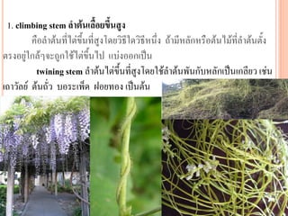 1. climbing stem ลาต้นเลื้อยขึ้นสูง
คือลาต้นที่ไต่ขึ้นที่สูงโดยวิธีใดวิธีหนึ่ง ถ้ามีหลักหรือต้นไม้ที่ลาต้นตั้ง
ตรงอยู่ใกล้ๆจะถูกใช้ไต่ขึ้นไป แบ่งออกเป็น
twining stem ลาต้นไต่ขึ้นที่สูงโดยใช้ลาต้นพันกับหลักเป็นเกลียว เช่น
เถาวัลย์ ต้นถั่ว บอระเพ็ด ฝอยทอง เป็นต้น

 
