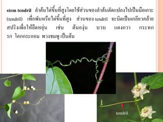 stem tendril ลาต้นไต่ขึ้นที่สูงโดยใช้ส่วนของลาต้นดัดแปลงไปเป็นมือเกาะ
(tendril) เพื่อพันหรือไต่ขึ้นที่สูง ส่วนของ tendril จะบิดเป็นเกลียวคล้าย
สปริงเพื่อให้ยืดหยุ่น เช่น ต้นองุ่น บวบ แตงกวา กระทก
รก โคกกระออม พวงชมพู เป็นต้น

 