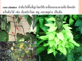 root climber ลาต้นไต่ขึ้นที่สูงโดยใช้รากซึ่งออกมาตามข้อ ยึดหลัก
หรือต้นไม้ เช่น ต้นพริกไทย พลู และพลูด่าง เป็นต้น

 