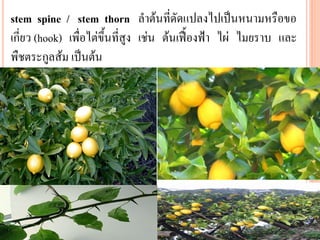 stem spine / stem thorn ลาต้นที่ดัดแปลงไปเป็นหนามหรือขอ
เกี่ยว (hook) เพื่อไต่ขึ้นที่สูง เช่น ต้นเฟื้องฟ้า ไผ่ ไมยราบ และ
พืชตระกูลส้ม เป็นต้น

 