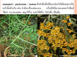 cladophyll / phylloclade / cladode คือลาต้นที่เปลี่ยนแปลงไปมีลักษณะหรือ
หน้าที่คล้ายใบ เช่น ลาต้น แป็นแผ่นแบน
หรือมีสีเขียวของคลอโรฟีลล์
ได้แก่ กระบองเพชร พญาไร้ใบ หน่อไม้ฝรั่ง โปร่งฟ้า เป็นต้น

 
