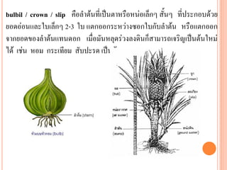 bulbil / crown / slip คือลาต้นที่เป็นตาหรือหน่อเล็กๆ สั้นๆ ที่ประกอบด้วย
ยอดอ่อนและใบเล็กๆ 2-3 ใบ แตกออกระหว่างซอกใบกับลาต้น หรือแตกออก
จากยอดของลาต้นแทนดอก เมื่อมันหลุดร่วงลงดินก็สามารถเจริญเป็นต้นใหม่
ได้ เช่น หอม กระเทียม สับปะรด เป็นต้น

 