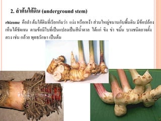 2. ลาต้นใต้ดิน (underground stem)
rhizome คือลา ต้นใต้ดินที่เรียกกันว่า แง่ง หรือเหง้า ส่วนใหญ่ขนานกับพื้นดิน มีข้อปล้อง
เห็นได้ชัดเจน ตามข้อมีใบที่เป็นแปลงเป็นสีน้าตาล ได้แก่ ขิง ข่า ขมิ้น บางชนิดอาจตั้ง
ตรง เช่น กล้วย พุทธรักษา เป็นต้น

 