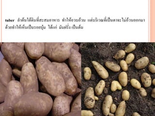 tuber ลาต้นใต้ดินที่สะสมอาหาร ทาให้อวบอ้วน แต่บริเวณที่เป็นตาจะไม่อ้วนออกมา
ด้วยทาให้เห็นเป็นรอยบุ๋ม ได้แก่ มันฝรั่ง เป็นต้น

 