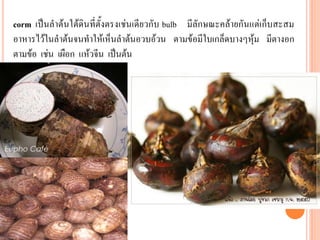corm เป็นลาต้นใต้ดินที่ตั้งตรงเช่นเดียวกับ bulb มีลักษณะคล้ายกันแต่เก็บสะสม
อาหารไว้ในลาต้นจนทาให้เห็นลาต้นอวบอ้วน ตามข้อมีใบเกล็ดบางๆหุ้ม มีตางอก
ตามข้อ เช่น เผือก แห้วจีน เป็นต้น

 