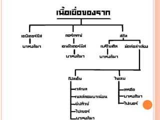 โครงสร้างและหน้าที่ของลำต้น