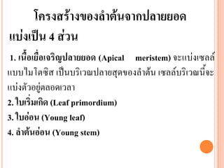 โครงสร้างของลาต้นจากปลายยอด
แบ่งเป็น 4 ส่วน
1. เนื้อเยื่อเจริญปลายยอด (Apical meristem) จะแบ่งเซลล์
แบบไมโตซิส เป็นบริเวณปลายสุดของลาต้น เซลล์บริเวณนี้จะ
แบ่งตัวอยู่ตลอดเวลา
2. ใบเริ่มเกิด (Leaf primordium)
3. ใบอ่อน (Young leaf)
4. ลาต้นอ่อน (Young stem)

 
