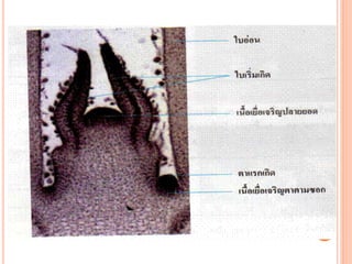 โครงสร้างและหน้าที่ของลำต้น