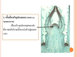 1. เนื้อเยื่อเจริญปลายยอด (APICAL
MERISTEM)
เป็นบริเวณปลายสุดของลา
ต้น เซลล์บริเวณนี้จะแบ่งตัวอยู่ตลอด
เวลา

 
