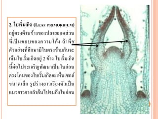 2. ใบเริ่มเกิด (LEAF PRIMORDIUM)
อยู่ตรงด้านข้างของปลายยอดส่วน
ที่ เ ป็ น ขอบของความโค้ ง ถ้ า พื ช
ตัวอย่างที่ศึกษามีใบตรงข้ามกันจะ
เห็นใบเริ่มเกิดอยู่ 2 ข้าง ใบเริ่มเกิด
นี้ต่อไปจะเจริญพัฒนาเป็นใบอ่อน
ตรงโคนของใบเริ่มเกิดจะเห็นเซลล์
ขนาดเล็ ก รู ป ร่ า งยาวเรี ย งตั ว เป็ น
แนวยาวจากลาต้นไปจนถึงใบอ่อน

 