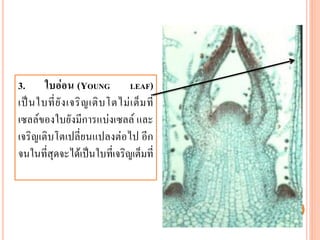 3. ใบอ่อน (YOUNG LEAF)
เป็ น ใบที่ ยั ง เจริ ญ เติ บ โตไม่ เ ต็ ม ที่
เซลล์ของใบยังมีการแบ่งเซลล์ และ
เจริญเติบโตเปลี่ยนแปลงต่อไป อีก
จนในที่สุดจะได้เป็นใบที่เจริญเต็มที่

 