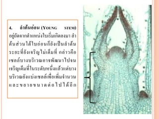 4.

ลาต้นอ่อน (YOUNG STEM)
อยู่ถัดจากตาแหน่งใบเริ่มเกิดลงมา ลา
ต้ น ส่ ว นใต้ ใ บอ่ อ นก็ ยั ง เป็ น ล าต้ น
ระยะที่ ยั ง เจริ ญ ไม่ เ ต็ ม ที่ กล่ า วคื อ
เซลล์ บ างบริ เ วณอาจพั ฒ นาไปจน
เจริญเต็มที่ในระดับหนึ่งแล้วแต่บาง
บริเ วณยังแบ่ง เซลล์ เ พื่ อ เพิ่ ม จ านวน
แ ล ะ ข ย า ย ข น า ด ต่ อ ไ ป ไ ด้ อี ก

 