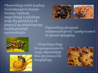 Միջատները ունեն կարևոր
նշանակություն մարդու
համար: Օրինակ՝
մրջյունները և բզեզները
հողի մեջ թունելներ են
փորում, որ անձրևաջուրը
Միջատները բնության
հասնի բույսերի
սանիտարներն են: Նրանք ուտում
արմատներին:
են փտած մթերքներ:
Մեղուները մեղր
են պատրաստում և
ուրիշ միջատների
հետ փոշոտում են
ծաղիկները:

 