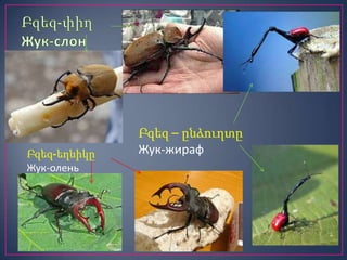 Բզեզ-եղնիկը
Жук-олень

Բզեզ – ընձուղտը
Жук-жираф

 