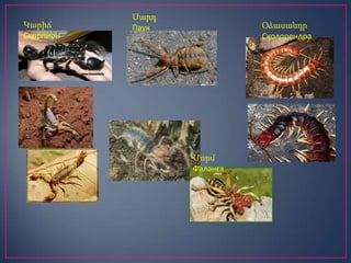 Կարիճ
Скорпион

Սարդ
Паук

Օձասանդր
Сколопендра

Մորմ
Фаланга

 