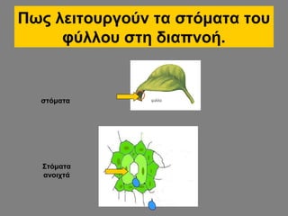 Πως λειτουργούν τα στόματα του
φύλλου στη διαπνοή.

στόματα

Στόματα
ανοιχτά

 