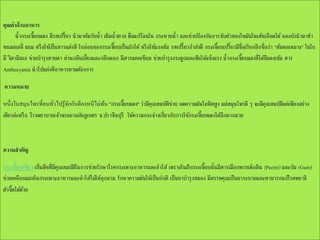 คุณค่ าด้ านอาหาร
น้ากระเจี๊ยบแดง มีรสเปรี้ยว นามาต้มกับน้า เติมน้าตาล ดื่มแก้รอนใน กระหายน้า และช่วยปองกันการจับตัวของไขมันในเส้นเลือดได้ และยังนามาทา
้
้
ขนมเยลลี่ แยม หรื อใช้เป็ นสารแต่งสี ใบอ่อนของกระเจี๊ยบเป็ นผักได้ หรื อใช้แกงส้ม รสเปรี้ยวกาลังดี กระเจี๊ยบเปรี้ยวมีช่ ือเรียกอีก ชื่อว่า "ส้มพอเหมาะ" ในใบ
มี วิตามินเอ ช่วยบารุ งสายตา ส่วนกลีบเลี้ยงและกลีบดอก มีสารแคลเซียม ช่วยบารุ งกระดูกและฟันให้แข็งแรง น้ากระเจี๊ยบแดงที่ได้สแดงเข้ม สาร
ี
Anthocyanin นาไปแต่งสีอาหารตามต้องการ
ความหมาย
หนึ่งในสมุนไพรที่คนทัวไปรู ้จกกันดีคงหนีไม่พน "กระเจี๊ยบแดง" ว่ามีคุณสมบัติชวย ลดความดันโลหิตสู ง แต่สมุนไพรดี ๆ จะมีคุณสมบัติแค่เพียงอย่าง
ั
้
่
่
เดียวล่ะหรื อ โรงพยาบาลเจ้าพระยาอภัยภูเบศร จ.ปราจีนบุรี ให้ความกระจ่างเกี่ยวกับการใช้กระเจี๊ยบแดงได้อกมากมาย
ี

ความสาคัญ
กระเจี๊ยบเขียว เป็ นพืชที่มคุณสมบัติในการช่วยรักษาโรคกระเพาะอาหารและลาไส้ เพราะในฝักกระเจี๊ยบนั้นมีสารเมือกพวกเพ็กติน (Pectin) และกัม (Gum)
ี
ช่วยเคลือบแผลในกระเพาะอาหารและลาไส้ไม่ให้ลุกลาม รักษาความดันให้เป็ นปกติ เป็ นยาบารุ งสมอง มีสรรพคุณเป็ นยาระบายและสามารถแก้โรคพยาธิ
ตัวจี๊ดได้ดวย
้

 