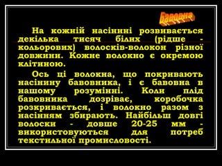 На кожній насінині розвивається
декілька
тисяч
білих
(рідше
кольорових) волосків-волокон різної
довжини. Кожне волокно є окремою
клітиною.
Ось ці волокна, що покривають
насінину бавовника, і є бавовна в
нашому
розумінні.
Коли
плід
бавовника
дозріває,
коробочка
розкривається, і волокно разом з
насінням збирають. Найбільш довгі
волоски
довше
20-25
мм
використовуються
для
потреб
текстильної промисловості.

 