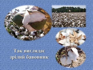 Так виглядає
зрілий бавовник

 