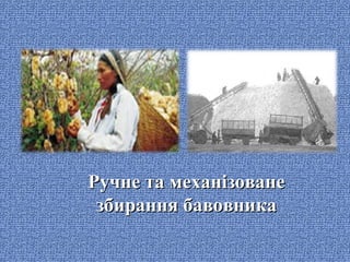 Ручне та механізоване
збирання бавовника

 
