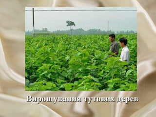 Вирощування тутових дерев

 