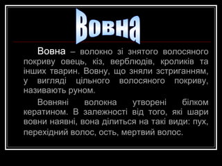 Вовна – волокно зі знятого волосяного
покриву овець, кіз, верблюдів, кроликів та
інших тварин. Вовну, що зняли зстриганням,
у вигляді цільного волосяного покриву,
називають руном.
Вовняні
волокна
утворені
білком
кератином. В залежності від того, які шари
вовни наявні, вона ділиться на такі види: пух,
перехідний волос, ость, мертвий волос.

 