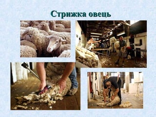 Стрижка овець

 