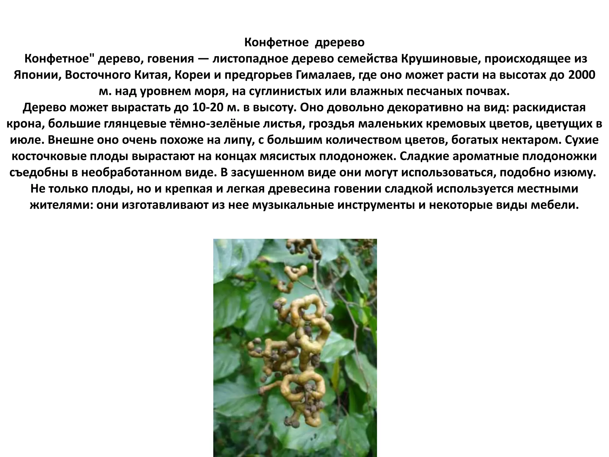 Конфетное дререво
Конфетное" дерево, говения — листопадное дерево семейства Крушиновые, происходящее из
Японии, Восточного Китая, Кореи и предгорьев Гималаев, где оно может расти на высотах до 2000
м. над уровнем моря, на суглинистых или влажных песчаных почвах.
Дерево может вырастать до 10-20 м. в высоту. Оно довольно декоративно на вид: раскидистая
крона, большие глянцевые тёмно-зелёные листья, гроздья маленьких кремовых цветов, цветущих в
июле. Внешне оно очень похоже на липу, с большим количеством цветов, богатых нектаром. Сухие
косточковые плоды вырастают на концах мясистых плодоножек. Сладкие ароматные плодоножки
съедобны в необработанном виде. В засушенном виде они могут использоваться, подобно изюму.
Не только плоды, но и крепкая и легкая древесина говении сладкой используется местными
жителями: они изготавливают из нее музыкальные инструменты и некоторые виды мебели.

 