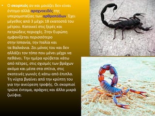 •

Ο σκορπιός αν και μοιάζει δεν είναι
έντομο αλλά αραχνοειδές της
υπερομοταξίας των αρθροπόδων. Έχει
μέγεθος από 3 μέχρι 18 εκατοστά του
μέτρου. Κατοικεί στις ξερές και
πετρώδεις περιοχές. Στην Ευρώπη
εμφανίζεται περισσότερο
στην Ισπανία, την Ιταλία και
τα Βαλκάνια. Ζει μόνος του και δεν
αλλάζει τον τόπο που μένει μέχρι να
πεθάνει. Την ημέρα κρύβεται κάτω
από πέτρες, στις σχισμές των βράχων
ακόμα και μέσα στα σπίτια, στις
σκοτεινές γωνιές ή κάτω από έπιπλα.
Τη νύχτα βγαίνει από την κρύπτη του
για την ανεύρεση τροφής. Οι σκορπιοί
τρώνε έντομα, αράχνες και άλλα μικρά
ζωύφια.

 