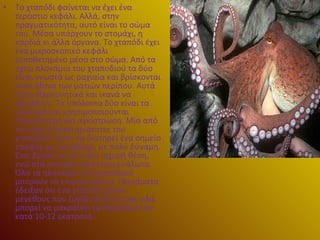 •

Το χταπόδι φαίνεται να έχει ένα
τεράστιο κεφάλι. Αλλά, στην
πραγματικότητα, αυτό είναι το σώμα
του. Μέσα υπάρχουν το στομάχι, η
καρδιά κι άλλα όργανα. Το χταπόδι έχει
ένα μικροσκοπικό κεφάλι
τοποθετημένο μέσα στο σώμα. Από τα
οχτώ πλοκάμια του χταποδιού τα δύο
είναι γνωστά ως ραχιαία και βρίσκονται
στον άξονα των ματιών περίπου. Αυτά
είναι εξερευνητικά και ικανά να
αρπάζουν. Τα υπόλοιπα δύο είναι τα
κοιλιακά και χρησιμοποιούνται
περισσότερο για αγκίστρωση. Μία από
τις κύριες δραστηριότητες του
χταποδιού είναι να διατηρεί ένα σημείο
επαφής με ένα βράχο, με πολύ δύναμη.
Έτσι βρίσκεται σε πολύ ισχυρή θέση,
ενώ στα ανοιχτά νερά είναι ευάλωτο.
Όλα τα πλοκάμια του χταποδιού
μπορούν να επιμηκύνονται. Πειράματα
έδειξαν ότι ένα χταπόδι μέσου
μεγέθους που ζυγίζει δύο με τρία κιλά
μπορεί να μακραίνει τα πλοκάμια του
κατά 10-12 εκατοστά.

 