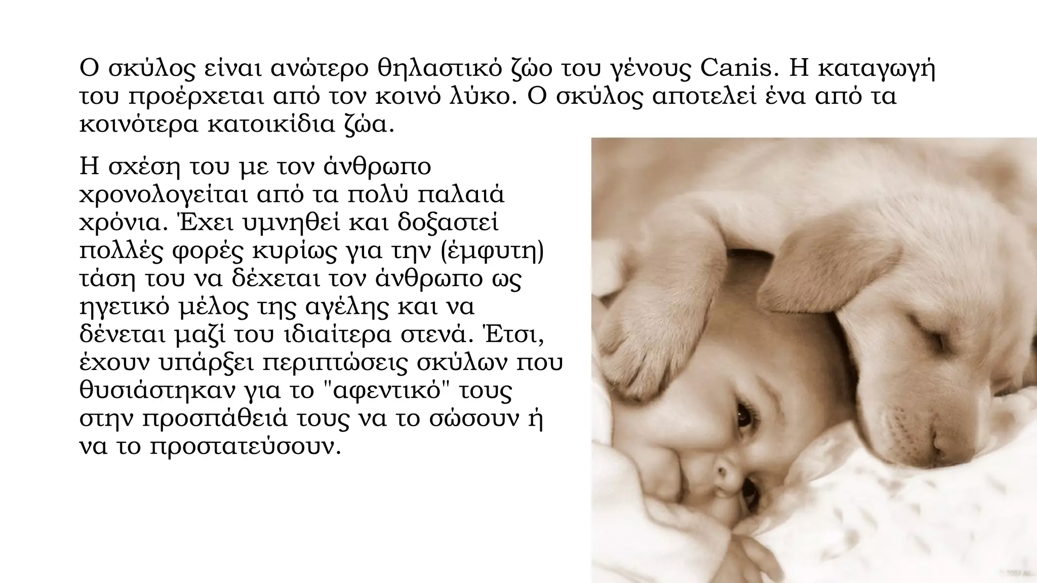 O σκύλος είναι ανώτερο θηλαστικό ζώο του γένους Canis. Η καταγωγή
του προέρχεται από τον κοινό λύκο. Ο σκύλος αποτελεί ένα από τα
κοινότερα κατοικίδια ζώα.
Η σχέση του με τον άνθρωπο
χρονολογείται από τα πολύ παλαιά
χρόνια. Έχει υμνηθεί και δοξαστεί
πολλές φορές κυρίως για την (έμφυτη)
τάση του να δέχεται τον άνθρωπο ως
ηγετικό μέλος της αγέλης και να
δένεται μαζί του ιδιαίτερα στενά. Έτσι,
έχουν υπάρξει περιπτώσεις σκύλων που
θυσιάστηκαν για το "αφεντικό" τους
στην προσπάθειά τους να το σώσουν ή
να το προστατεύσουν.

 