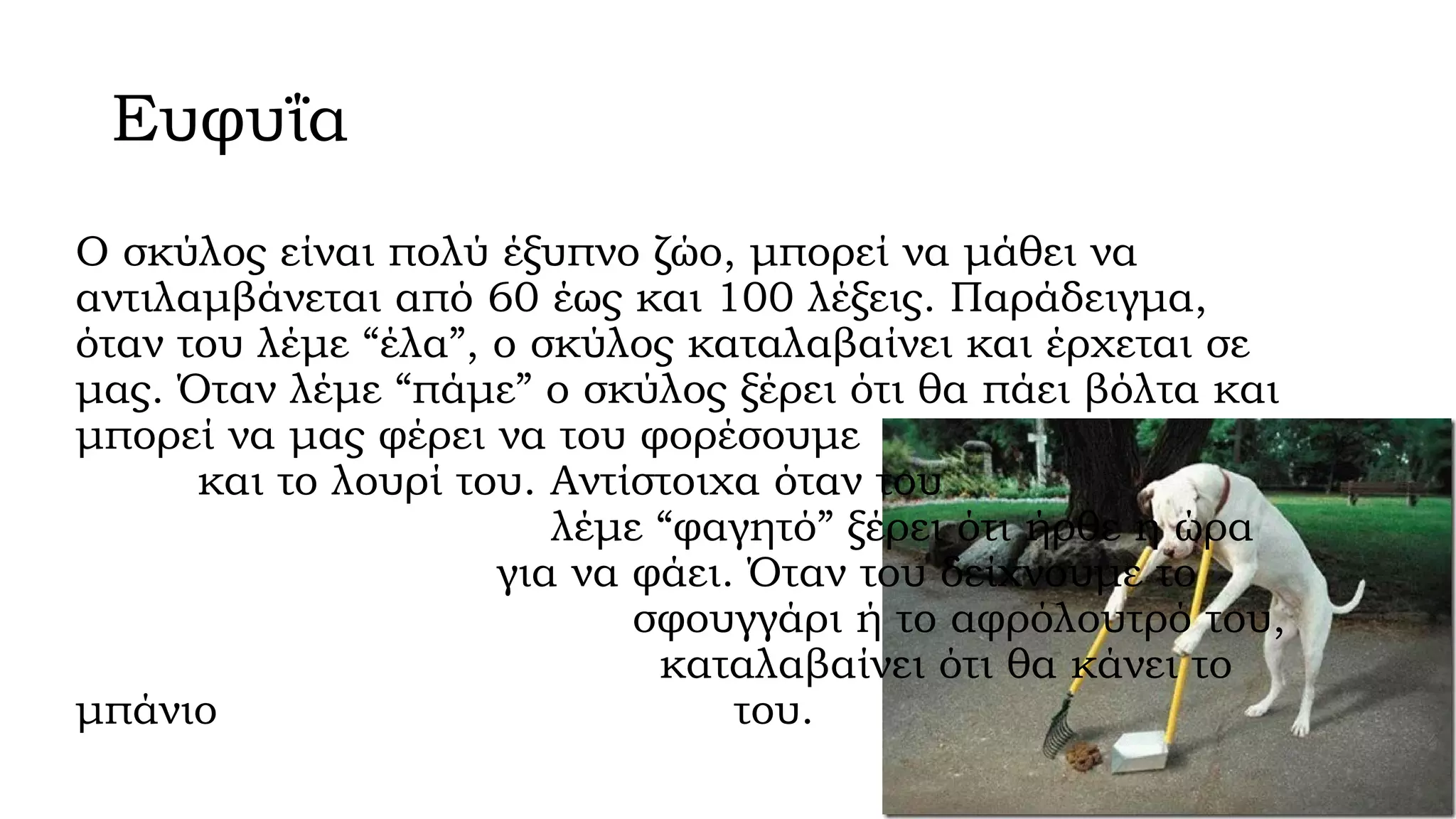 Ευφυΐα
Ο σκύλος είναι πολύ έξυπνο ζώο, μπορεί να μάθει να
αντιλαμβάνεται από 60 έως και 100 λέξεις. Παράδειγμα,
όταν του λέμε “έλα”, ο σκύλος καταλαβαίνει και έρχεται σε
μας. Όταν λέμε “πάμε” ο σκύλος ξέρει ότι θα πάει βόλτα και
μπορεί να μας φέρει να του φορέσουμε
και το λουρί του. Αντίστοιχα όταν του
λέμε “φαγητό” ξέρει ότι ήρθε η ώρα
για να φάει. Όταν του δείχνουμε το
σφουγγάρι ή το αφρόλουτρό του,
καταλαβαίνει ότι θα κάνει το
μπάνιο
του.

 