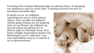 O σκύλος είναι ανώτερο θηλαστικό ζώο του γένους Canis. Η καταγωγή
του προέρχεται από τον κοινό λύκο. Ο σκύλος αποτελεί ένα από τα
κοινότερα κατοικίδια ζώα.
Η σχέση του με τον άνθρωπο
χρονολογείται από τα πολύ παλαιά
χρόνια. Έχει υμνηθεί και δοξαστεί
πολλές φορές κυρίως για την (έμφυτη)
τάση του να δέχεται τον άνθρωπο ως
ηγετικό μέλος της αγέλης και να
δένεται μαζί του ιδιαίτερα στενά. Έτσι,
έχουν υπάρξει περιπτώσεις σκύλων που
θυσιάστηκαν για το "αφεντικό" τους
στην προσπάθειά τους να το σώσουν ή
να το προστατεύσουν.

 