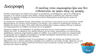 Διατροφή

Ο σκύλος είναι σαρκοφάγο ζώο και δεν
ενδείκνυται να τρώει όλες τις τροφές.

Επειδή ο οργανισμός του σκύλου δεν μπορεί να μεταβολίσει την θεοβρωμίνη, πρέπει να αποφεύγεται
αυστηρά το να ταϊστεί ή να φάει κατά λάθος ο σκύλος σοκολάτα ή προϊόντα που περιέχουν κακάο,
καθώς αυτό προκαλεί σύνδρομο με έντονα συμπτώματα (δηλητηρίαση σοκολάτας) και μπορεί να
οδηγήσει στο θάνατο.
Τα κόκαλα των πουλερικών (κότας, γαλοπούλας), του κατσικιού ή του αρνιού και του κουνελιού, επειδή
θρυμματίζονται και γίνονται πολύ αιχμηρά με το μάσημα, είναι πιθανό να προκαλέσουν σχισμές και
εκδορές στα έντερα του ζώου. Όταν τρώνε κόκαλα μεγάλων ζώων υπάρχει μικρός κίνδυνος τα τρήματα
που δημιουργούνται να ενωθούν στο έντερο και να το φράξουν.
Ορισμένες τροφές αν καταναλωθούν σε μεγάλες ποσότητες από τον σκύλο μπορεί να αποδειχτούν
τοξικές για αυτόν. Το αβοκάντο έχει τοξικές ιδιότητες για τον σκύλο, προκαλώντας του αναπνευστικά
προβλήματα, αφύσικες συγκεντρώσεις υγρών στο στήθος, στην καρδιά ή στο ήπαρ και παγκρεατίτιδα.
Τα κρεμμύδια και τα σκόρδα καταστρέφουν τα ερυθρά αιμοσφαίρια προκαλώντας αναιμία, γενική
αποδυνάμωση και προβλήματα στην αναπνοή.
Οι σταφίδες και τα σταφύλια μπορεί να καταστρέψουν τα νεφρά του σκύλου και η δράση τους είναι
αθροιστική, ενώ οι τομάτες προκαλούν αρρυθμία στην καρδιά και τρεμούλες στο ζώο. Πρόκειται για μία
υπόθεση που δεν είναι ακόμα αποδεκτή από όλους τους επιστήμονες, κυρίως στη Ευρώπη, ενώ οι
έρευνες είναι ακόμα σε εξέλιξη.

 