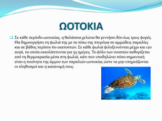 ΩΟΣΟΚΙΑ
 ΢ε κϊθε περύοδο ωοτοκύασ, η θαλϊςςια χελώνα θα γεννόςει δύο ϋωσ τρεισ φορϋσ.

Θα δημιουργόςει τη φωλιϊ τησ με τα πύςω τησ πτερύγια ςε αμμώδεισ παραλύεσ
και ςε βϊθοσ περύπου 60 εκατοςτών. ΢ε κϊθε φωλιϊ φιλοξενούνται μϋχρι και 120
αυγϊ, τα οπούα εκκολϊπτονται για 55 ημϋρεσ. Σο φύλο των νεοςςών καθορύζεται
από τη θερμοκραςύα μϋςα ςτη φωλιϊ, κϊτι που υποδηλώνει πόςο ςημαντικό
εύναι η ποιότητα τησ ϊμμου των παραλιών ωοτοκύασ ώςτε να μην επηρεϊζονται
οι πληθυςμού και η κατανομό τουσ.

 