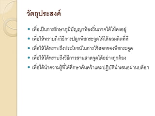วัตถุประสงค์
เพื่อเป็ นการรักษาภูมิปัญญาท้ องถิ่นภาคใต้ ให้ คงอยู่
 เพื่อให้ ทราบถึงวิธีการปลูกพืชกระจูดให้ ได้ ผลผลิตที่ดี
 เพื่อให้ ได้ ทราบถึงประโยชน์ในการใช้ สอยของพืชกระจูด
 เพื่อให้ ได้ ทราบถึงวิธีการสานสาดจูดได้ อย่างถูกต้ อง
 เพื่อได้ นาความรู้ที่ได้ ศกษาค้ นคว้ าและปฏิบตินาเสนอผ่านบล็อก
ึ
ั


 
