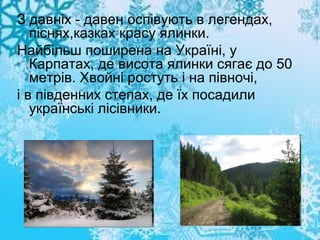 З давніх - давен оспівують в легендах,
піснях,казках красу ялинки.
Найбільш поширена на Україні, у
Карпатах, де висота ялинки сягає до 50
метрів. Хвойні ростуть і на півночі,
і в південних степах, де їх посадили
українські лісівники.

 