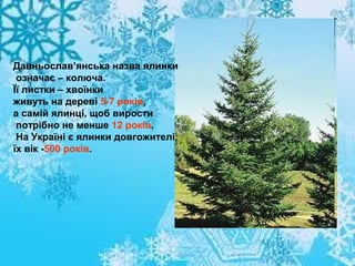 Давньослав’янська назва ялинки
означає – колюча.
Її листки – хвоїнки
живуть на дереві 5-7 років,
а самій ялинці, щоб вирости
потрібно не менше 12 років.
На Україні є ялинки довгожителі,
їх вік -500 років.

 