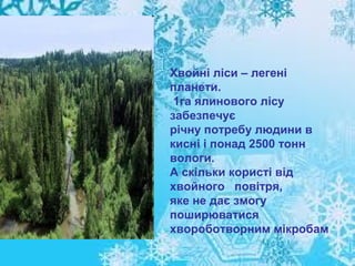 Хвойні ліси – легені
планети.
1га ялинового лісу
забезпечує
річну потребу людини в
кисні і понад 2500 тонн
вологи.
А скільки користі від
хвойного повітря,
яке не дає змогу
поширюватися
хвороботворним мікробам

 