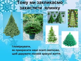 Тому ми закликаємо
захистити ялинку

І поміркувати,
як прикрасити наші оселі святково,
щоб дарувати лісовій красуні життя.

 