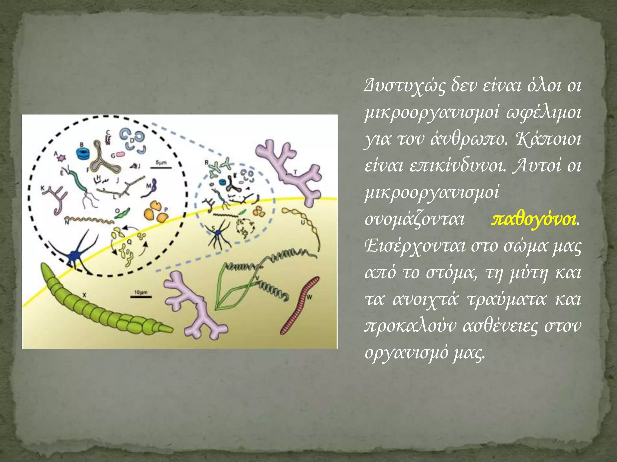 Δυστυχώς δεν είναι όλοι οι
μικροοργανισμοί ωφέλιμοι
για τον άνθρωπο. Κάποιοι
είναι επικίνδυνοι. Αυτοί οι
μικροοργανισμοί
ονομάζονται παθογόνοι.
Εισέρχονται στο σώμα μας
από το στόμα, τη μύτη και
τα ανοιχτά τραύματα και
προκαλούν ασθένειες στον
οργανισμό μας.

 