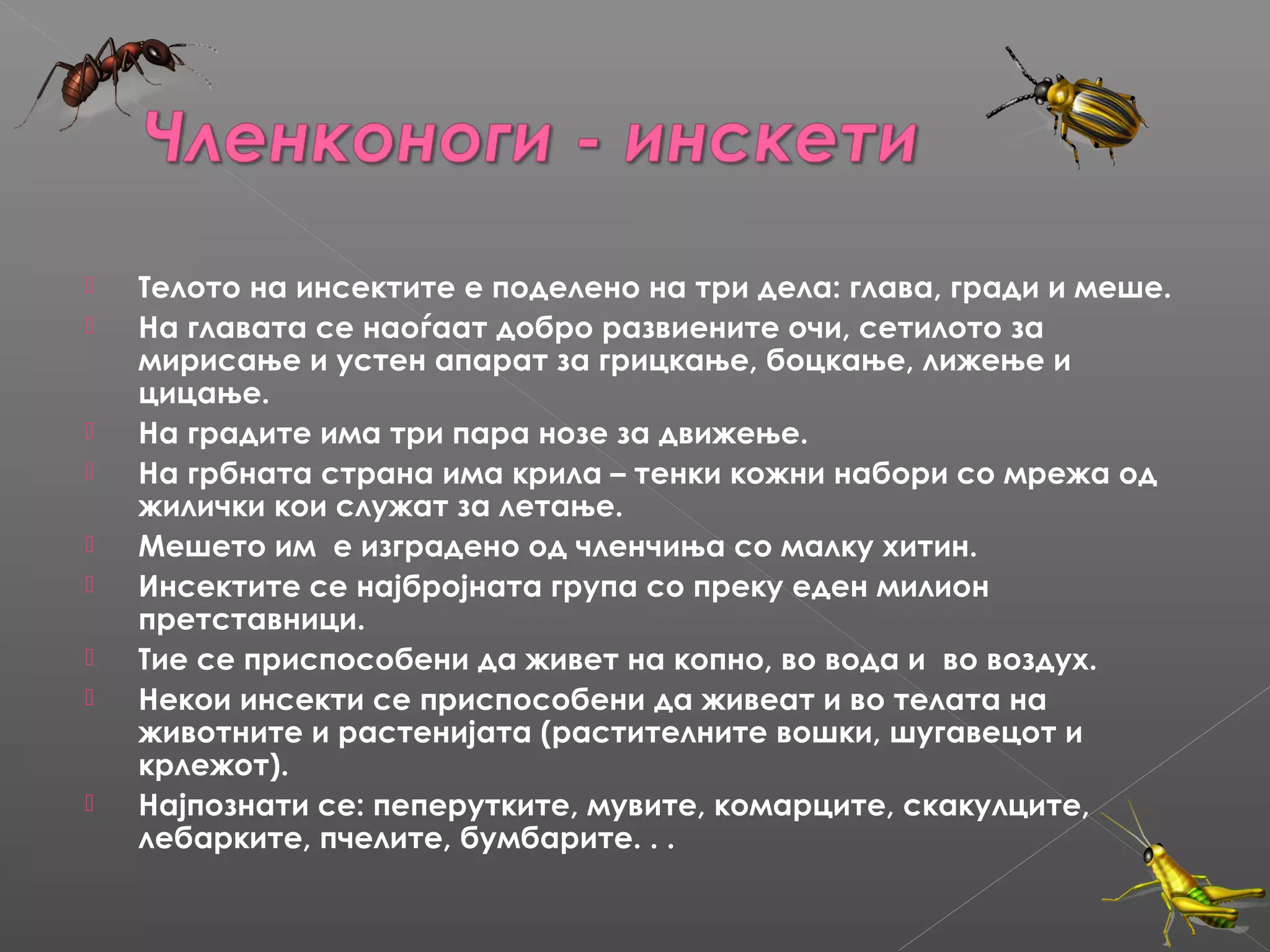 











Телото на инсектите е поделено на три дела: глава, гради и меше.
На главата се наоѓаат добро развиените очи, сетилото за
мирисање и устен апарат за грицкање, боцкање, лижење и
цицање.
На градите има три пара нозе за движење.
На грбната страна има крила – тенки кожни набори со мрежа од
жилички кои служат за летање.
Мешето им е изградено од членчиња со малку хитин.
Инсектите се најбројната група со преку еден милион
претставници.
Тие се приспособени да живет на копно, во вода и во воздух.
Некои инсекти се приспособени да живеат и во телата на
животните и растенијата (растителните вошки, шугавецот и
крлежот).
Најпознати се: пеперутките, мувите, комарците, скакулците,
лебарките, пчелите, бумбарите. . .

 