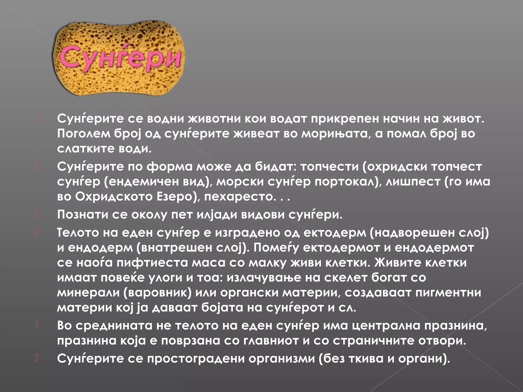 









Сунѓерите се водни животни кои водат прикрепен начин на живот.
Поголем број од сунѓерите живеат во морињата, а помал број во
слатките води.
Сунѓерите по форма може да бидат: топчести (охридски топчест
сунѓер (ендемичен вид), морски сунѓер портокал), лишпест (го има
во Охридското Езеро), пехаресто. . .
Познати се околу пет илјади видови сунѓери.
Телото на еден сунѓер е изградено од ектодерм (надворешен слој)
и ендодерм (внатрешен слој). Помеѓу ектодермот и ендодермот
се наоѓа пифтиеста маса со малку живи клетки. Живите клетки
имаат повеќе улоги и тоа: излачување на скелет богат со
минерали (варовник) или органски материи, создаваат пигментни
материи кој ја даваат бојата на сунѓерот и сл.
Во среднината не телото на еден сунѓер има централна празнина,
празнина која е поврзана со главниот и со страничните отвори.
Сунѓерите се простоградени организми (без ткива и органи).

 