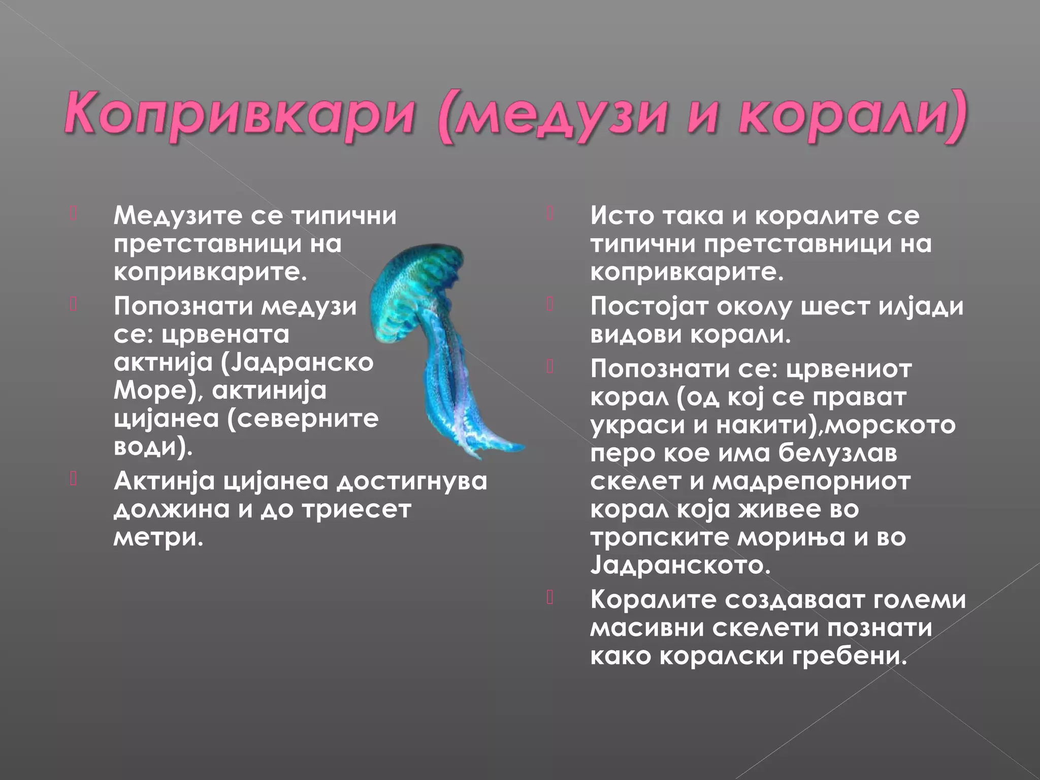 





Медузите се типични
претставници на
копривкарите.
Попознати медузи
се: црвената
актнија (Јадранско
Море), актинија
цијанеа (северните
води).
Актинја цијанеа достигнува
должина и до триесет
метри.








Исто така и коралите се
типични претставници на
копривкарите.
Постојат околу шест илјади
видови корали.
Попознати се: црвениот
корал (од кој се прават
украси и накити),морското
перо кое има белузлав
скелет и мадрепорниот
корал која живее во
тропските мориња и во
Јадранското.
Коралите создаваат големи
масивни скелети познати
како коралски гребени.

 