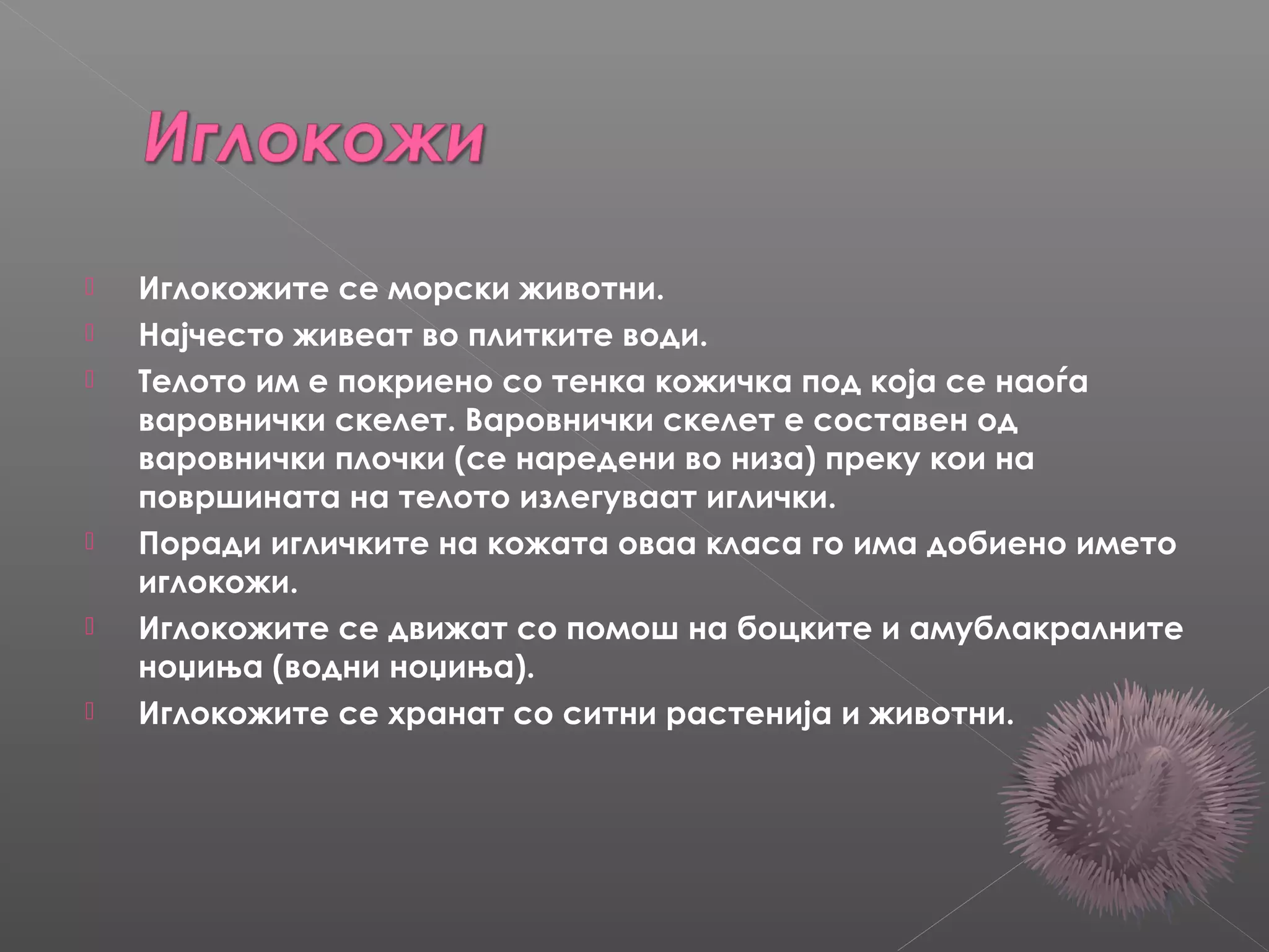 







Иглокожите се морски животни.
Најчесто живеат во плитките води.
Телото им е покриено со тенка кожичка под која се наоѓа
варовнички скелет. Варовнички скелет е составен од
варовнички плочки (се наредени во низа) преку кои на
површината на телото излегуваат иглички.
Поради игличките на кожата оваа класа го има добиено името
иглокожи.
Иглокожите се движат со помош на боцките и амублакралните
ноџиња (водни ноџиња).
Иглокожите се хранат со ситни растенија и животни.

 