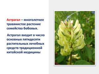      Астрагал – многолетнее

травянистое растение
семейства бобовых.

Астрагал входит в число
основных пятидесяти
растительных лечебных
средств традиционной
китайской медицины

 