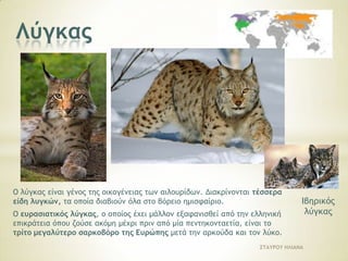 Δρμίμα

H εξκίλα είλαη ζειαζηηθό ηεο νηθνγέλεηαο ησλ κνπζηειηδώλ. Η γνύλα ηεο είλαη ζαπκάζην θαη
αθξηβό γνπλαξηθό, θαη γη΄ απηό ηδηαίηεξα πεξηδήηεην.
Είλαη ρξήζηκε, γηαηί εμνληώλεη ηα ηξσθηηθά πνπ πξνμελνύλ δεκίεο ζηε γεσξγία.
΢ΣΑΤΡΟΤ ΖΛΙΑΝΑ

 