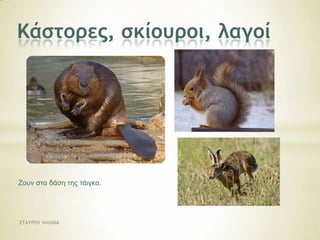 Σσαλαπετειμός (Spruce Grouse)

Οη Spruce Grouse είλαη κεζαίνπ κεγέζνπο ηζαιαπεηεηλνί, πνπ ζπλδένληαη ζηελά κε ηα
θσλνθόξα δάζε (ηάηγθα) ηεο Βόξεηαο Ακεξηθήο.
Είλαη πνπιί κε θνληό ιαηκό θαη θνληή νπξά. Σν ζειπθό είλαη γθξη ή εξπζξνθίηξηλν. Σν
αξζεληθό είλαη παξόκνην, αιιά έρεη θόθθηλα θξύδηα θαη έλα καύξν ιαηκό.
΢ΣΑΤΡΟΤ ΖΛΙΑΝΑ

 